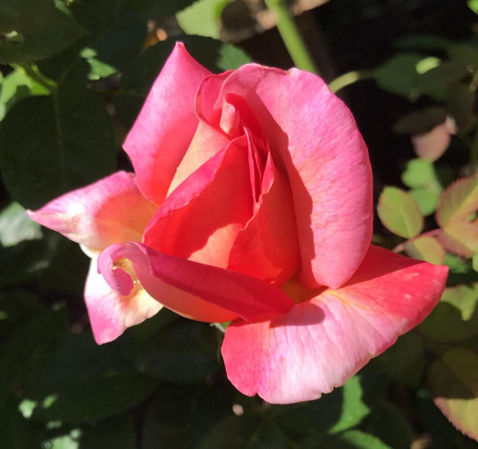 Garden Rose with iPhone